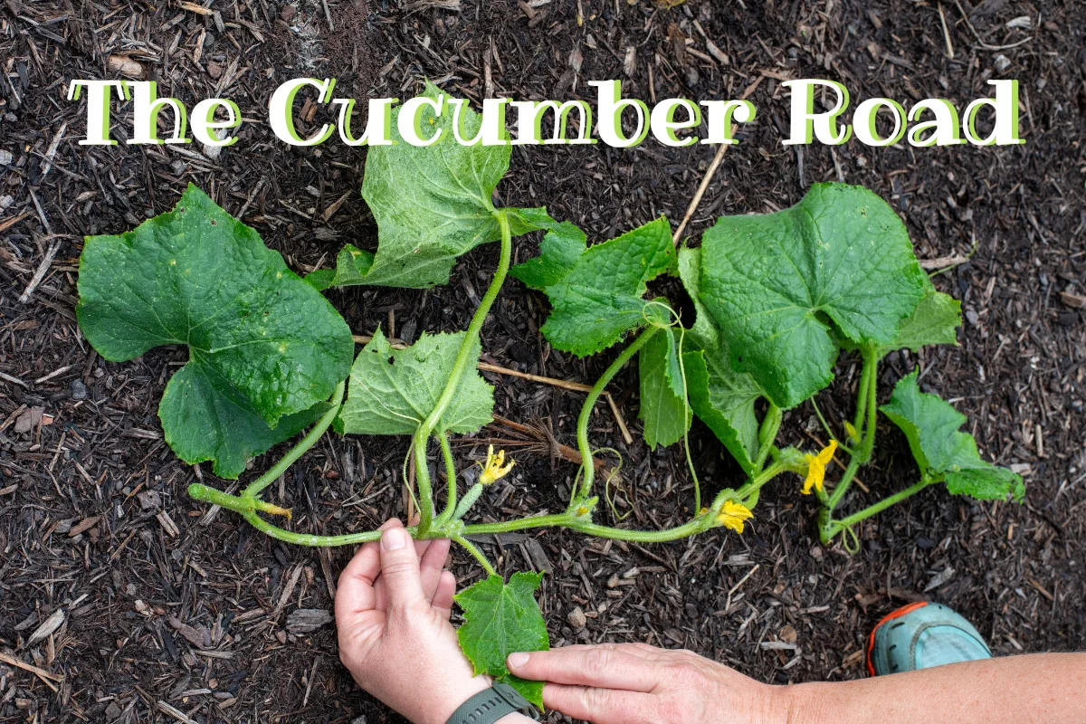Length of cucumber vine laid on mulched garden path, woman's hands holding it. Text reads 